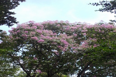 Vernonia monosis